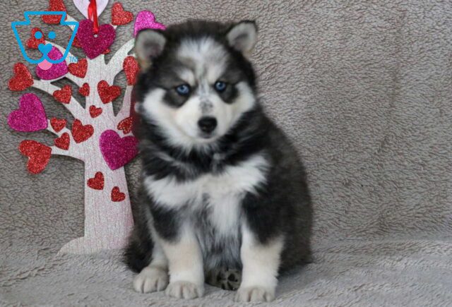 Snowy Pomsky image