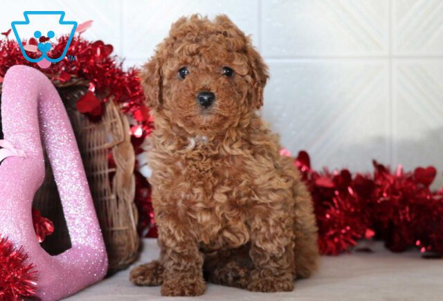 Spring Mini Goldendoodle image