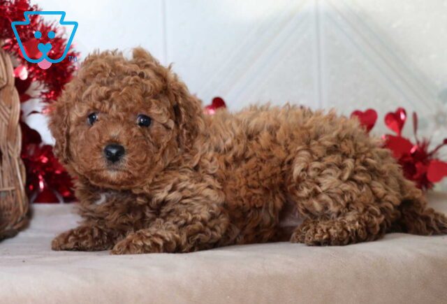 Spring Mini Goldendoodle2 image
