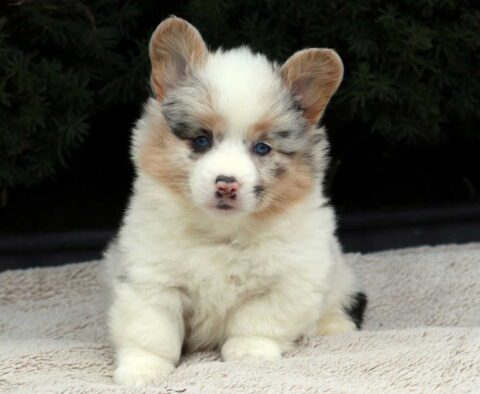Sweetie Corgi