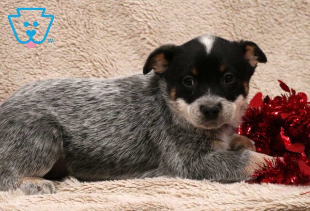 Tabby Blue Heeler image
