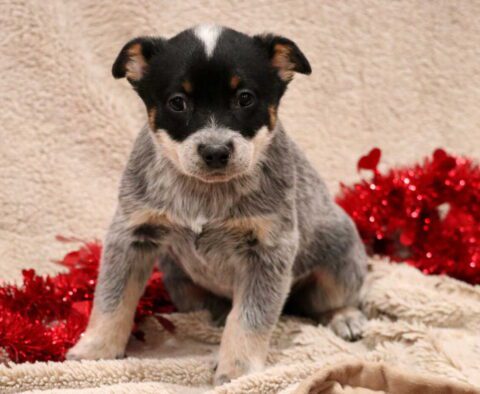 Tabby Blue Heeler2