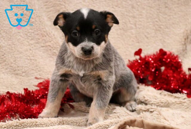 Tabby Blue Heeler2 image