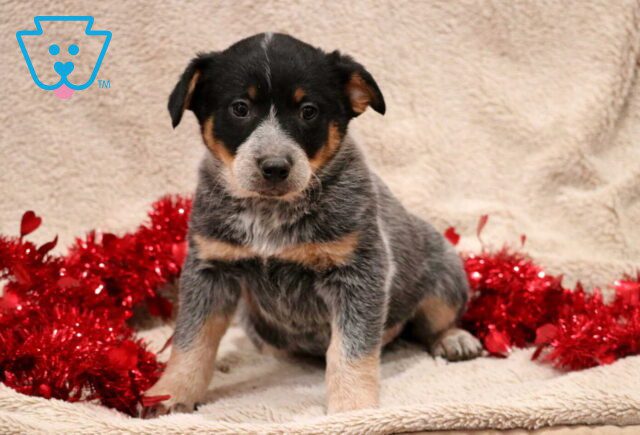 Tank Blue Heeler image