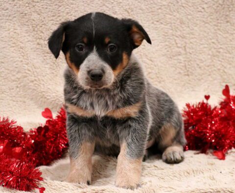 Tank Blue Heeler2