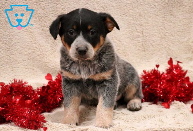 Tank Blue Heeler2 image