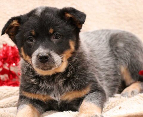 Tasha Blue Heeler