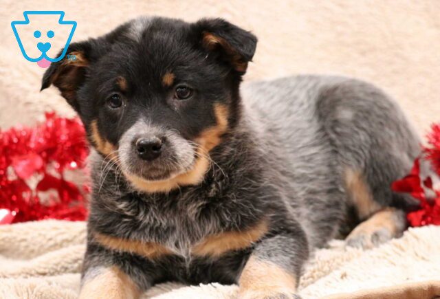 Tasha Blue Heeler image