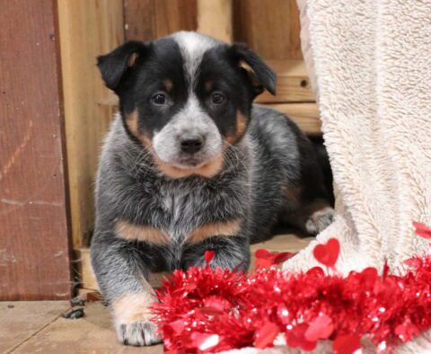 Taurus Blue Heeler