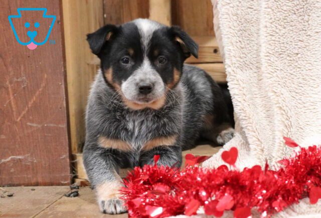 Taurus Blue Heeler image
