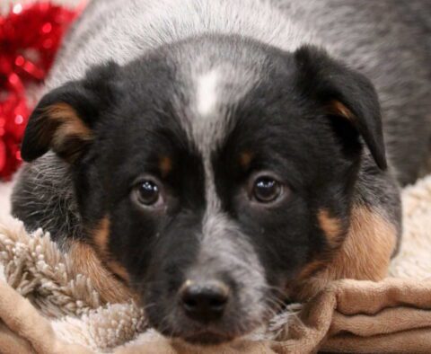 Taz Blue Heeler