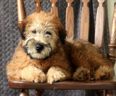 Teddy Wheaten Terrier Retake