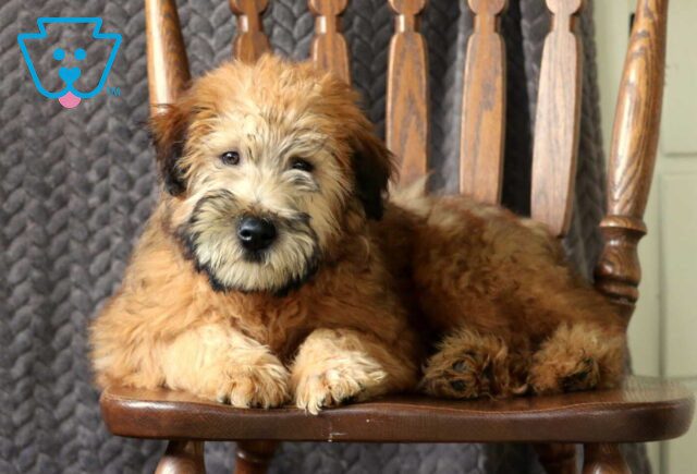 Teddy Wheaten Terrier Retake image