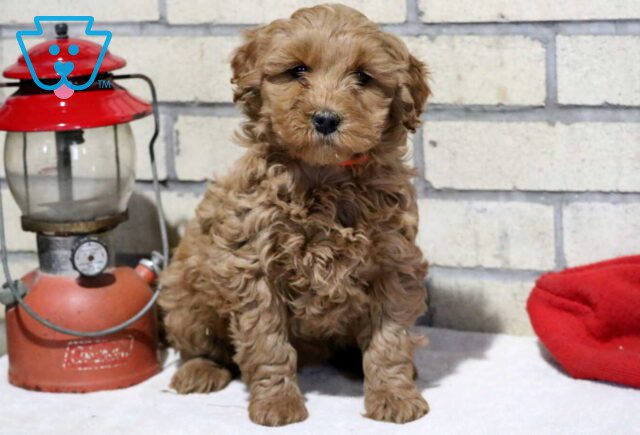Tia Mini Goldendoodle image