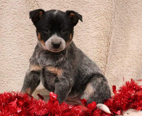Tilly Blue Heeler