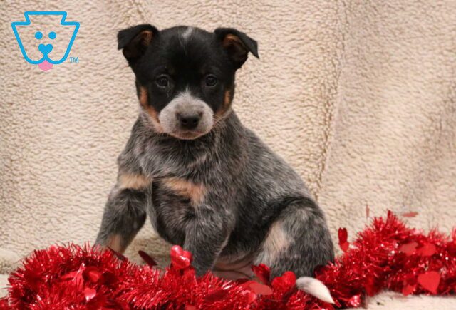 Tilly Blue Heeler image