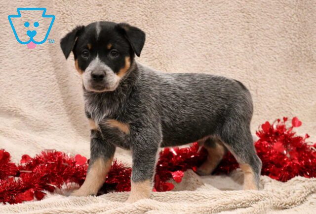Tip Blue Heeler image