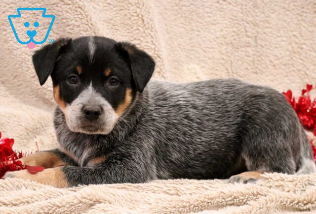 Tip Blue Heeler2 image