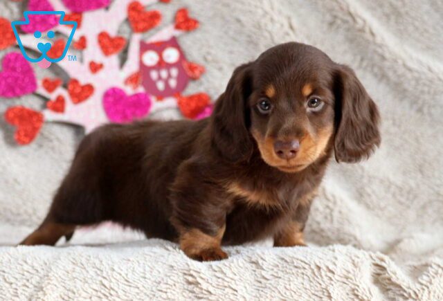Tootsie Dachshund2 image