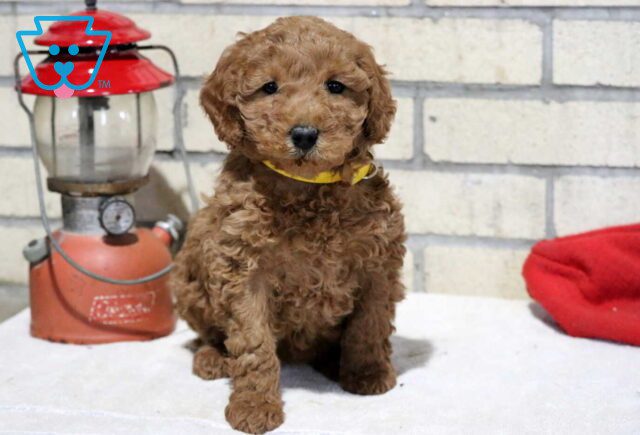 Tootsie Mini Goldendoodle image