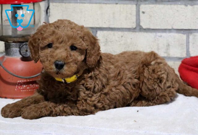 Tootsie Mini Goldendoodle2 image