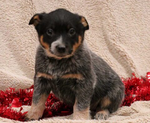 Tori Blue Heeler