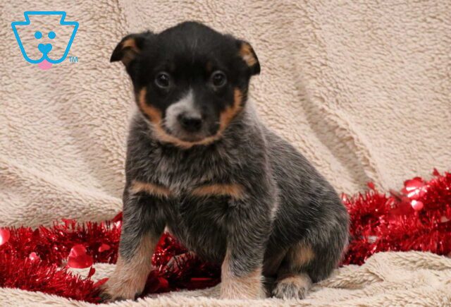 Tori Blue Heeler image