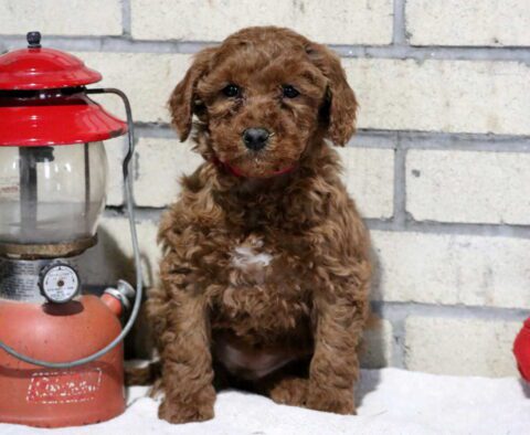 Tori Mini Goldendoodle