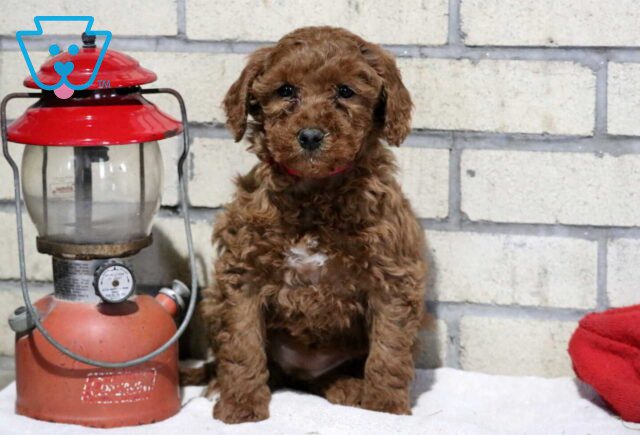Tori Mini Goldendoodle image