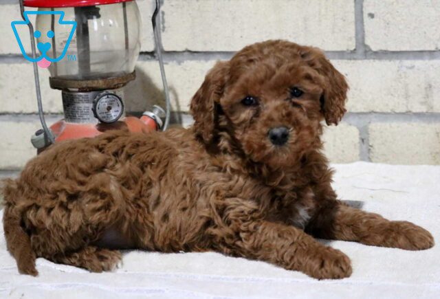 Tori Mini Goldendoodle2 image