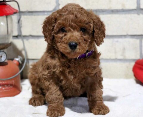 Trooper Mini Goldendoodle