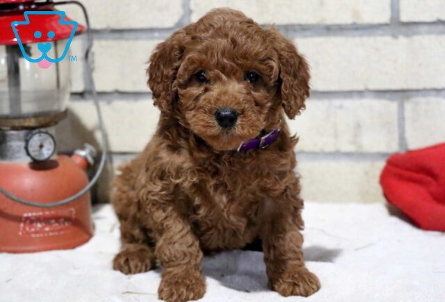 Trooper Mini Goldendoodle image