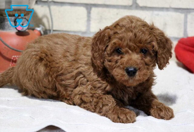 Trooper Mini Goldendoodle2 image