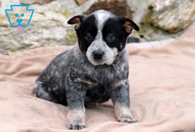 Tucker Blue Heeler image