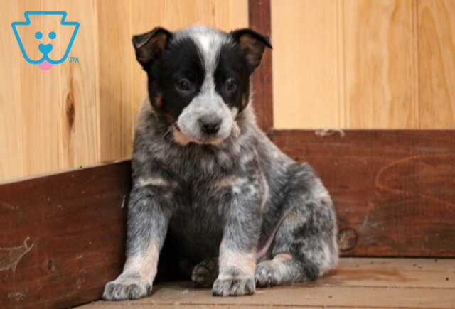 Tucker Blue Heeler2 image