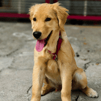 Golden Retriever.