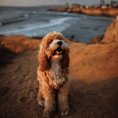 Cockapoo Puppy.