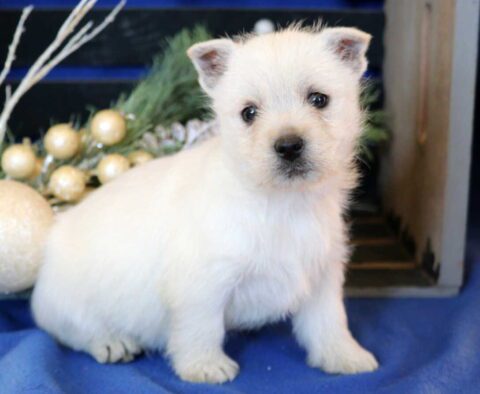 Whiskers Westie2