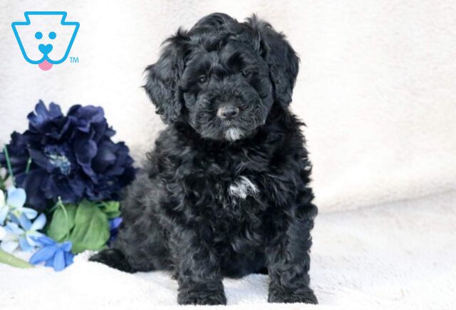 Wilber Mini Bernedoodle image