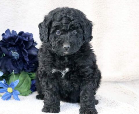 Willy Mini Bernedoodle