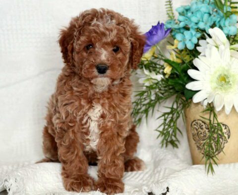 Winter Mini Poodle