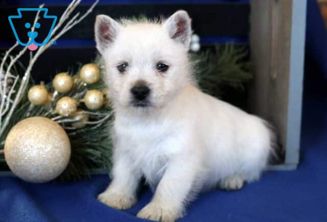 Wolly Westie image