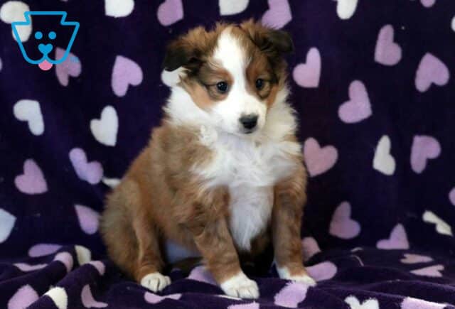 Zipper Sheltie image