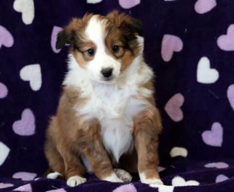 Zipper Sheltie2