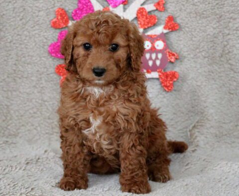 olive cavapoo