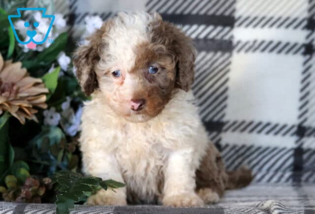 Ally Bichpoo2 image
