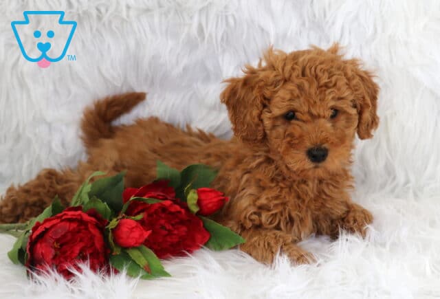 Anchor Mini Goldendoodle image
