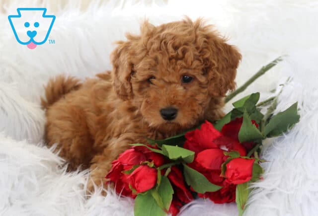 Anchor Mini Goldendoodle2 image