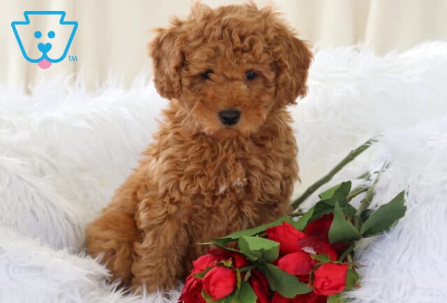 Anchor Mini Goldendoodle3 image