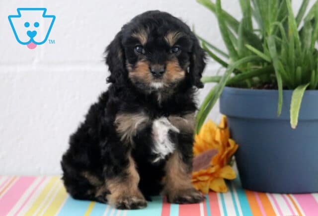 Ash Cavapoo image